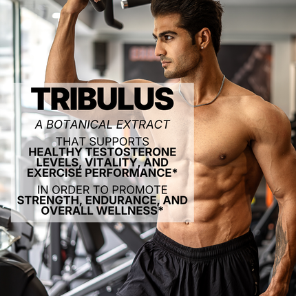TRIBULUS