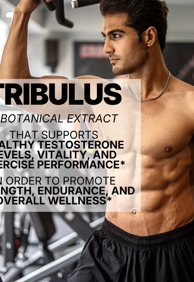 TRIBULUS