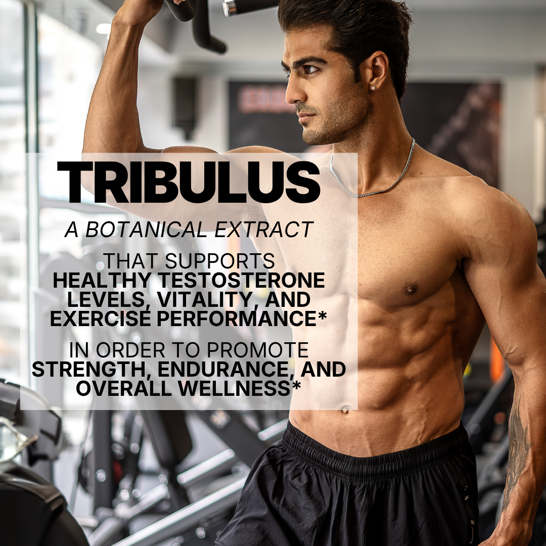 TRIBULUS