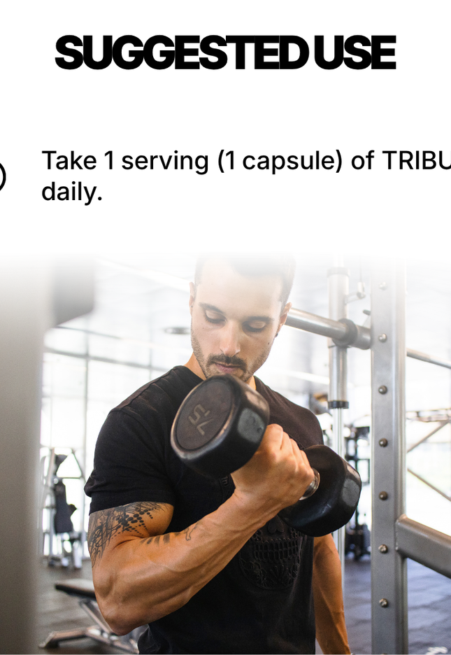 TRIBULUS